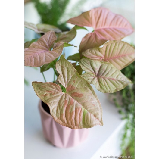 Taanaman Bunga Syngonium Pink Spot Tanaman Syngonium Original Tanaman Pink Spot Murah