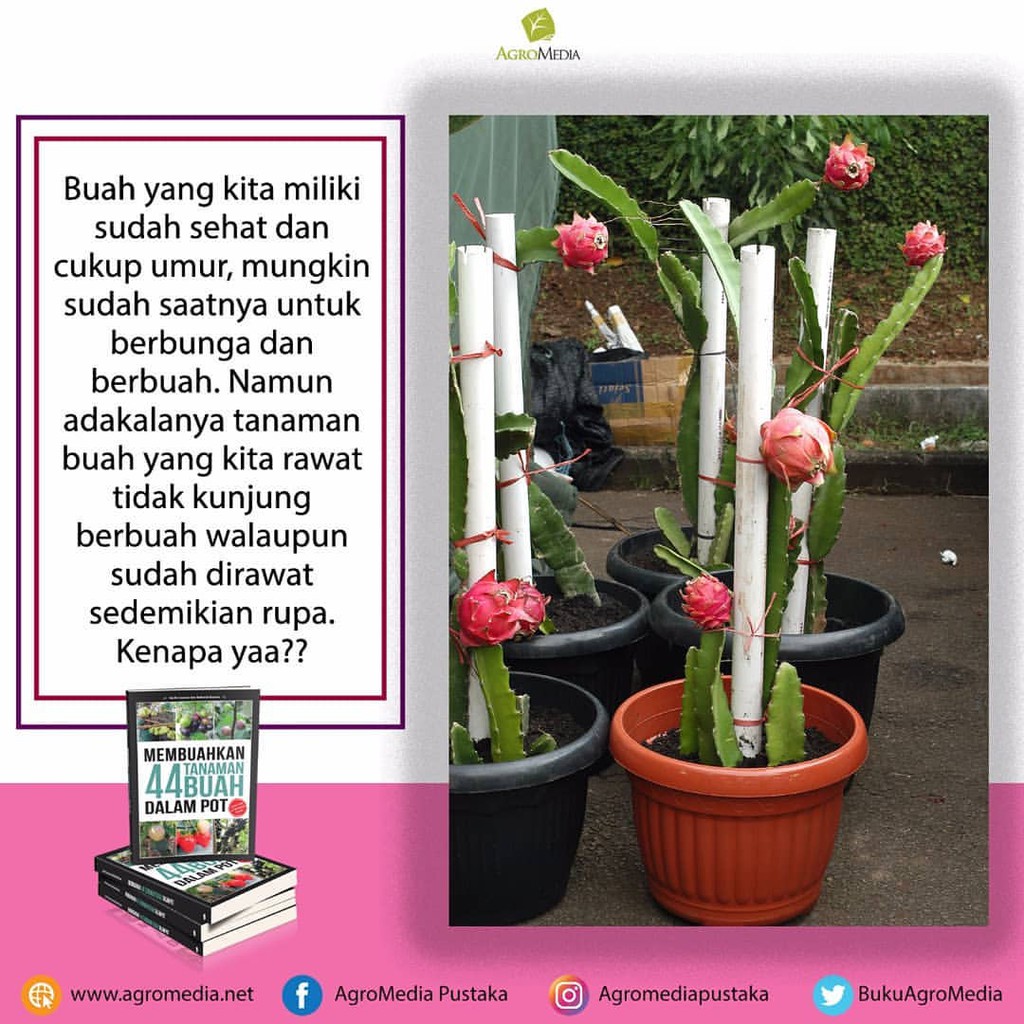 Membuahkan 44 Tanaman Buah Dalam Pot Agromedia Pustaka Buku Agronomy Buku Original Shopee Indonesia