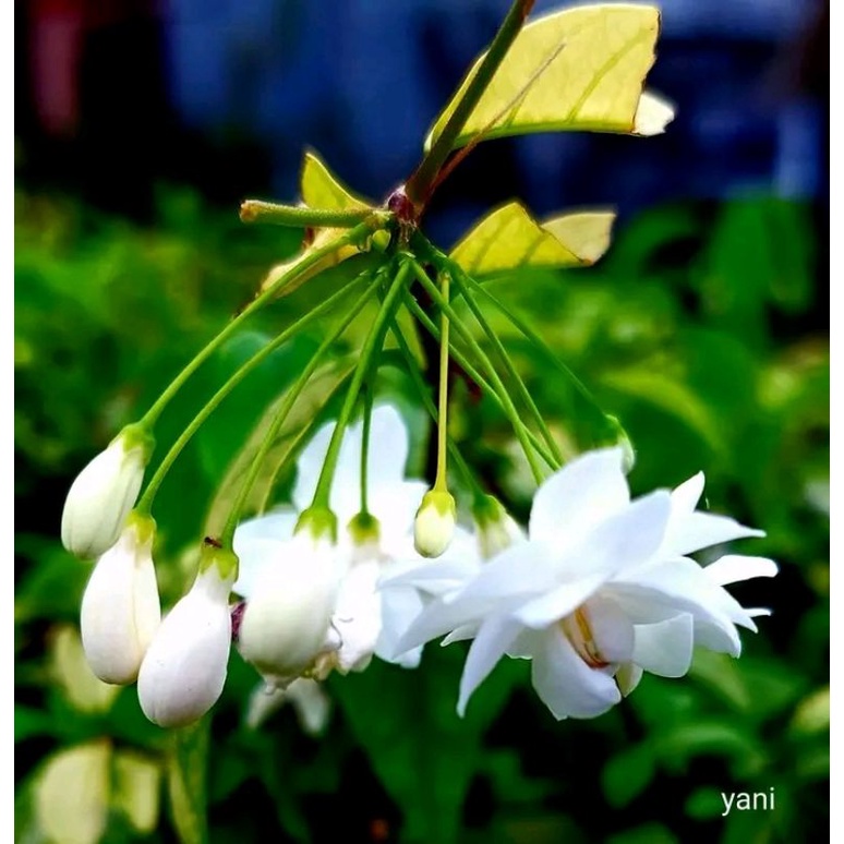 anting putri rimbun tinggi tanaman hias  bahan bonsai kalau berbunga wangi semerbak