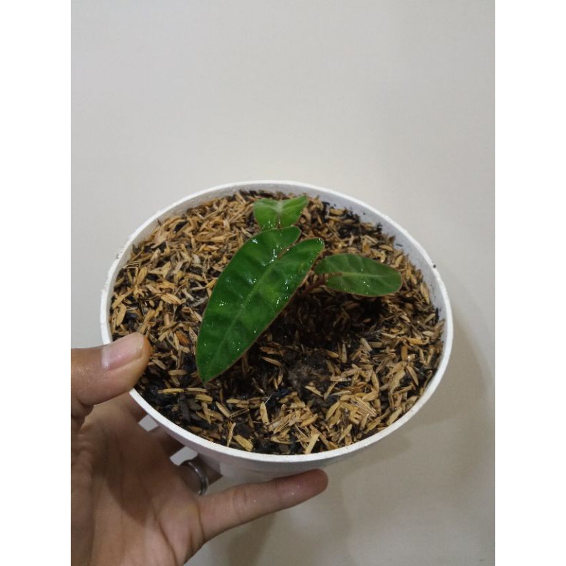 philodendron billietae kabel busi kw1 (baby)