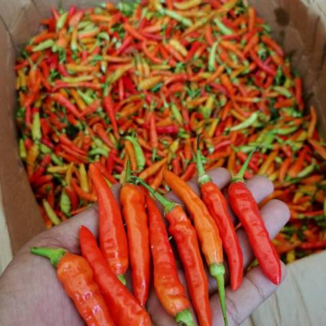 

Cabe Rawit Kiloan