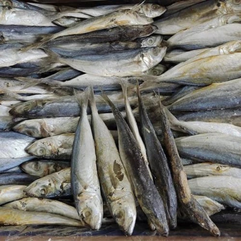 

Ikan Asin Japuh Layang Rebus 1KG