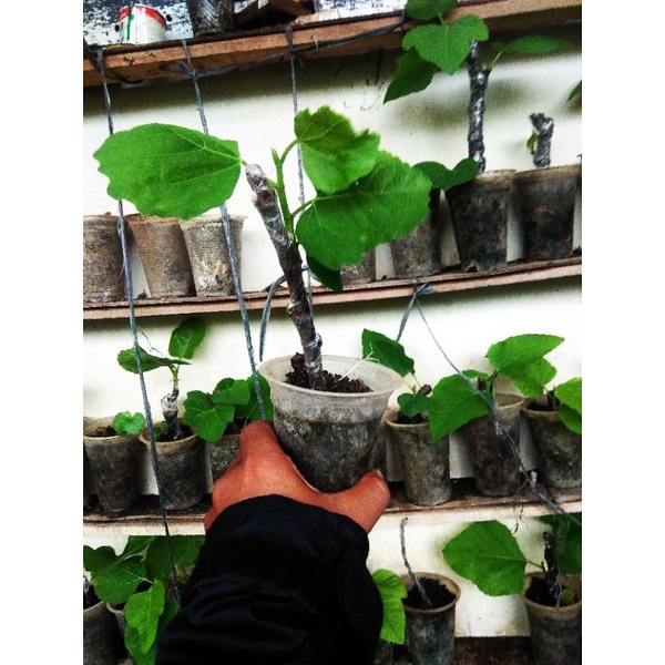 

bibit tin jenis purple yordan (stek)