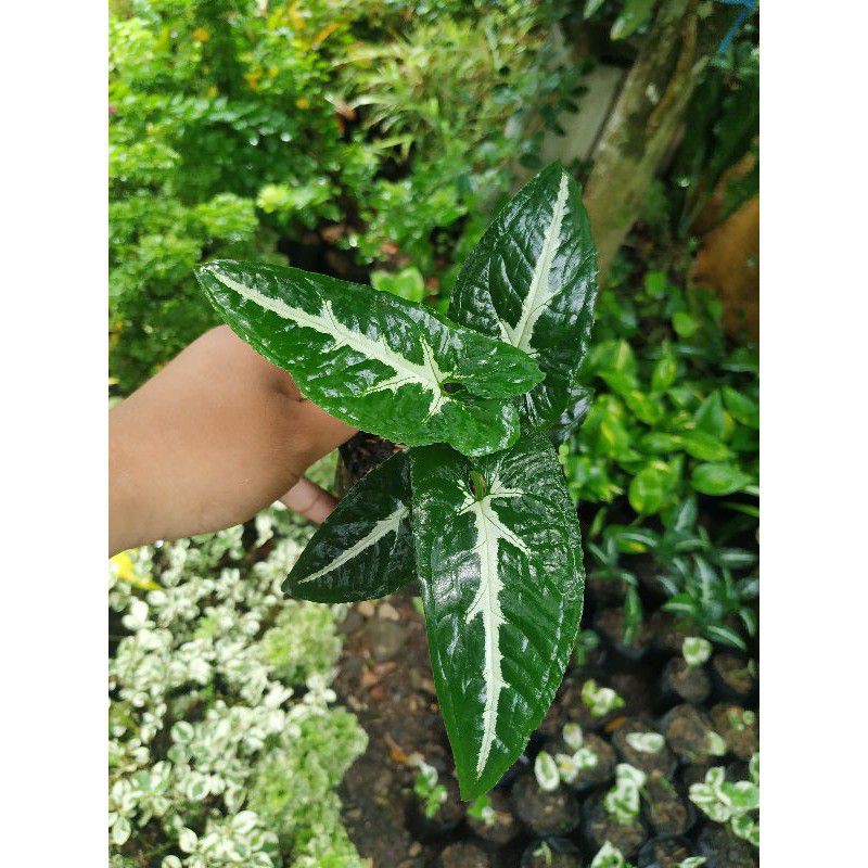 Syngonium syngonium hijau putih