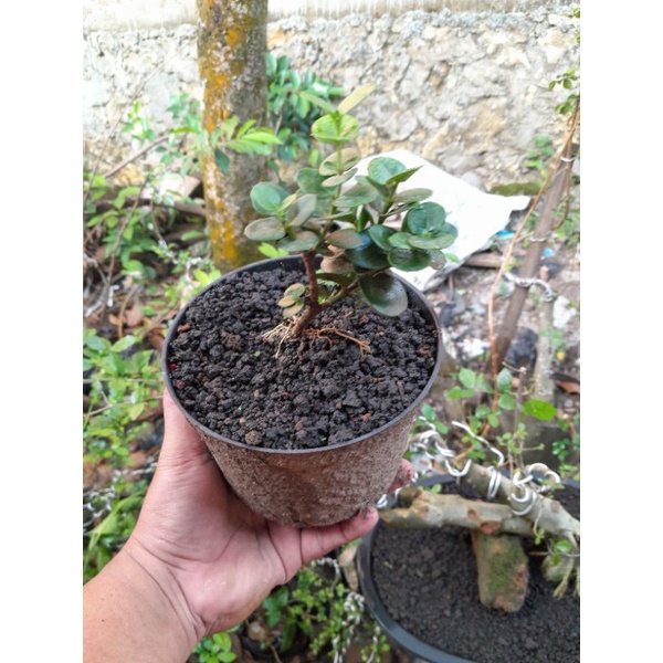 BIBIT BONSAI NATAL PLUM