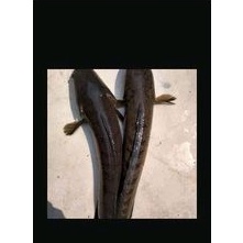 

ikan gabus/kotok untuk obat tradisional