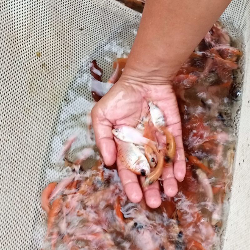 bibit ikan nila bangkok