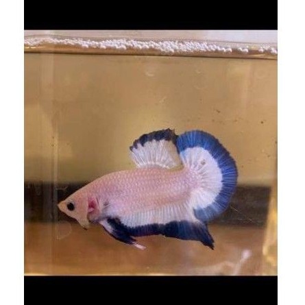 Cupang blue rim bahan