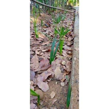 bibit buah lontar tua siap tanam harga per biji bukan satu buah