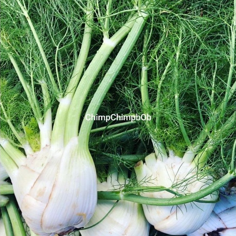 

FENNEL FRESH 500 GRAM / PENEL / SAYUR ADAS SEGAR 500 GRAM