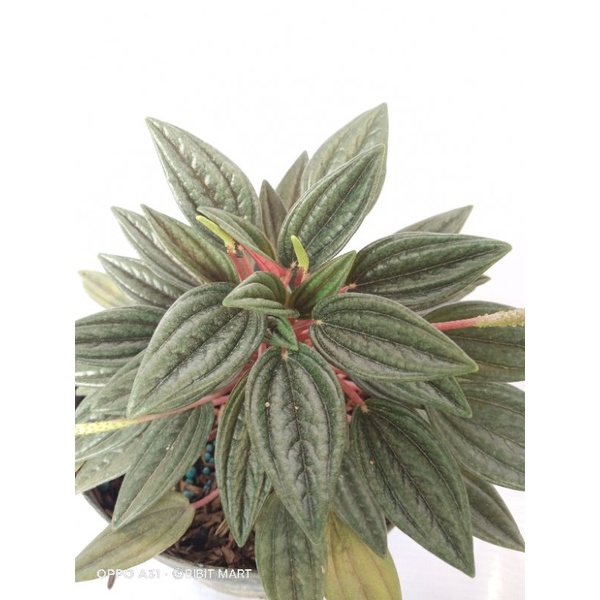 peperomia rosso