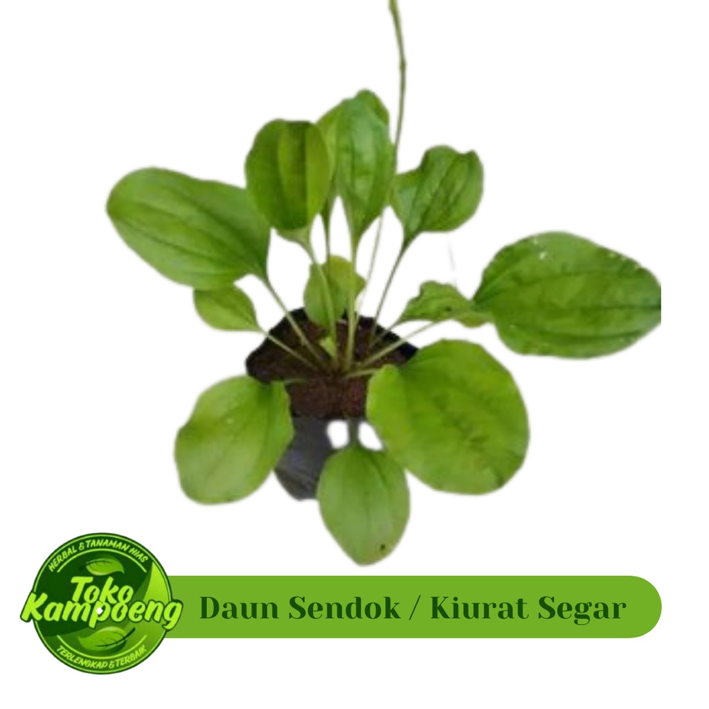 

DAUN SENDOK / KI URAT SEGAR 250 GRAM Daun Kiurat Herbal Kaya Manfaat