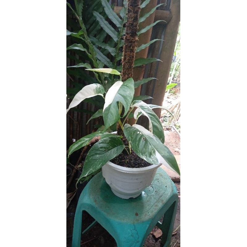 Epipremnum Pinatum Variegata albo