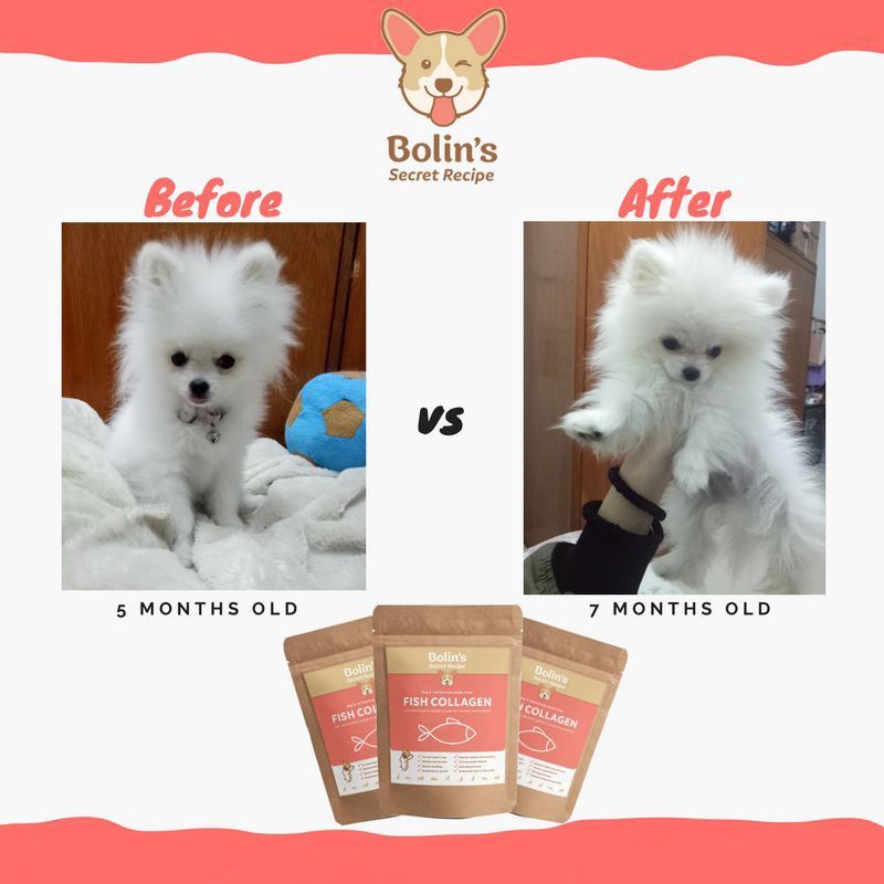 Bolin's secret recipe 50gr . Bolin vitamin untuk anjing dan kucing.