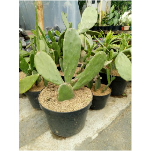 Pohon tanaman kaktus besar 50cm untuk hiasan rumah