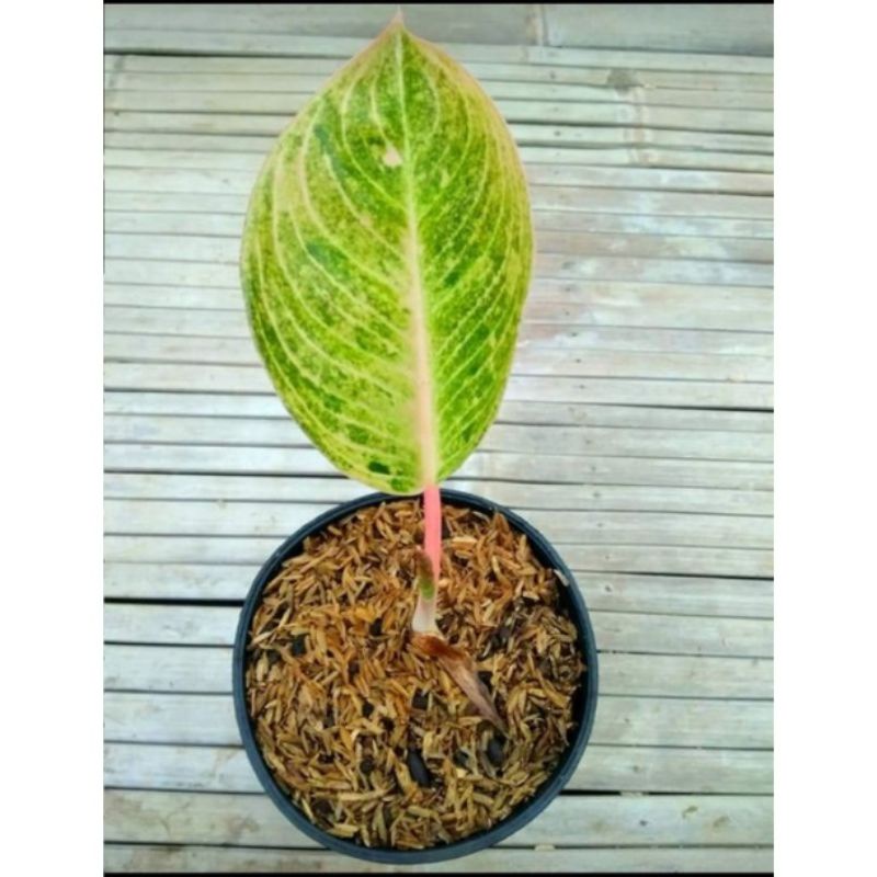 Anakan Aglonema Goliath / Baby/