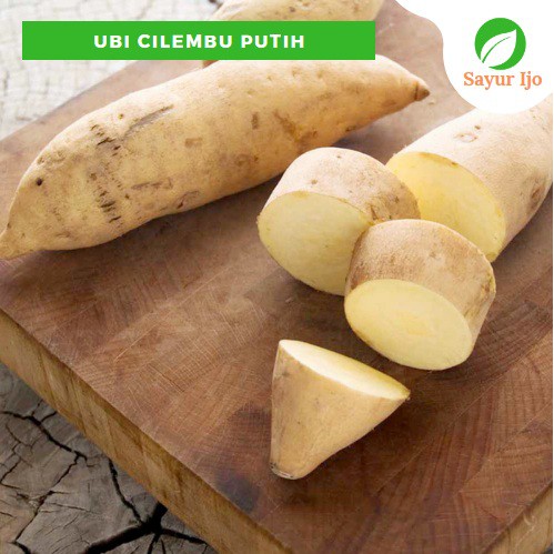 

Ubi Cilembu Putih 480 - 500 Gram Fresh Sweet Potato Sayur Hijau Buah Segar