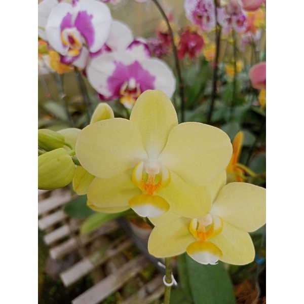 anggrek bulan grade B kuning muda lidah putih phalaenopsis hybrid bunga mini kondisi knop mekar