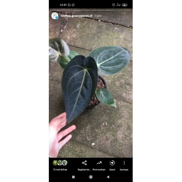 papilaminum x magnificum