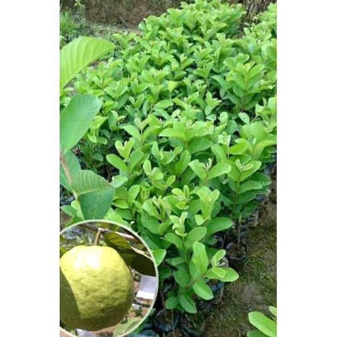 Jual Bibit Jambu Kristal Putih Shopee Indonesia