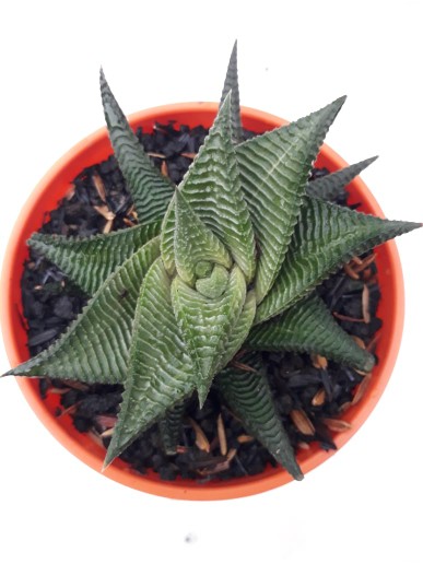 Haworthia Limifolia Hijau