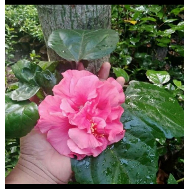 Terlaris bibit bunga sepatu tumpuk pink