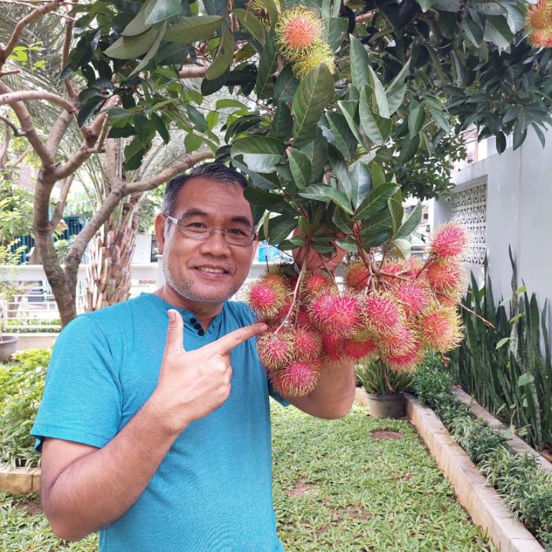 Bibit rambutan rapiah super