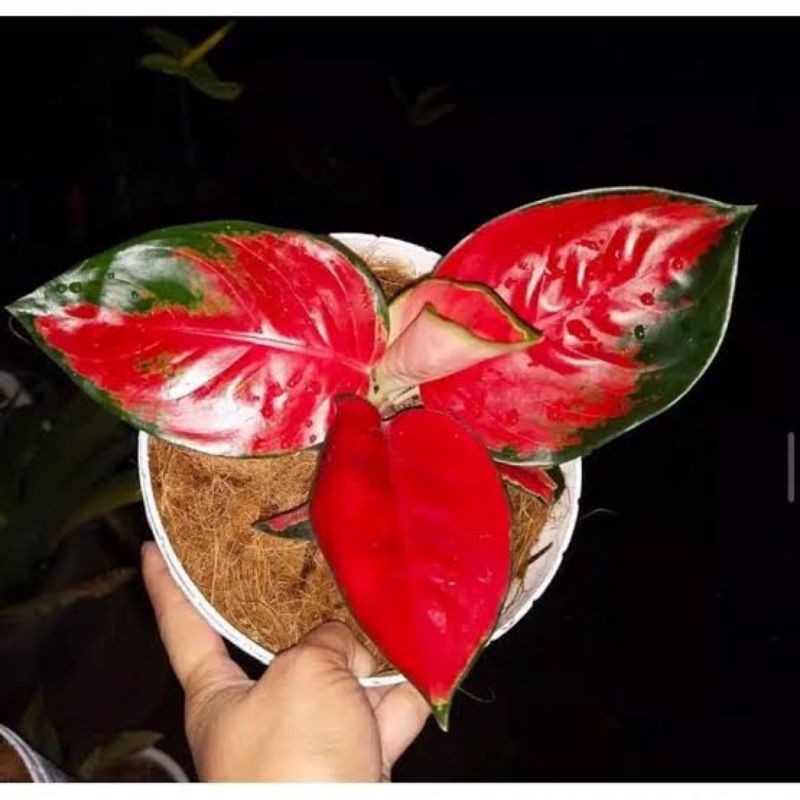 anakan aglonema suksom jaipong