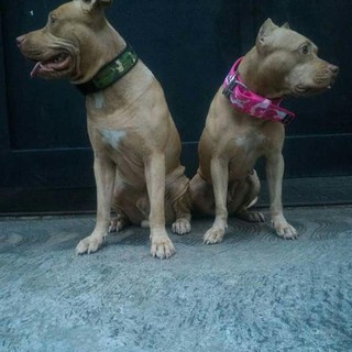 Kuat Awet Tahan Lama Kalung Anjing Besar Pitbull Dogo