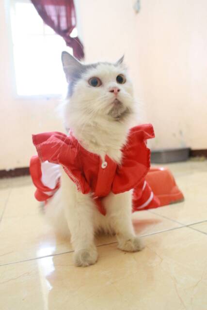 Dress merdeka merah putih untuk karnaval kucing lucu murah size S M L XL