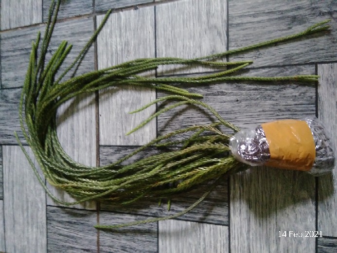 Tanaman Hias/kumpay Ekor Tikus Murah