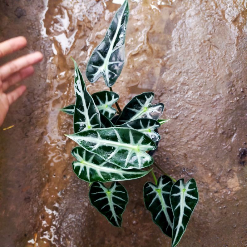 alocasia bambino