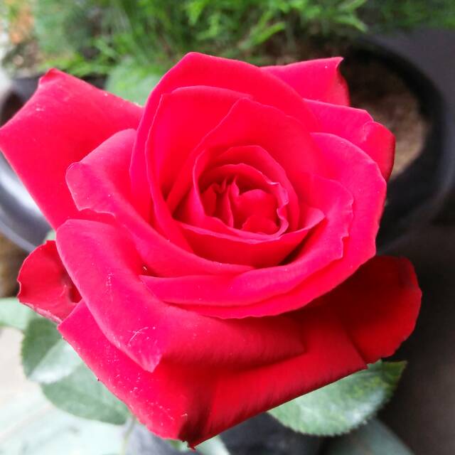 Mawar Tanpa Duri - Keindahan Mawar Tanpa Rasa Sakit