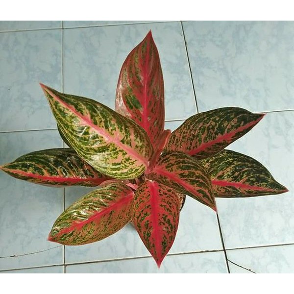 bunga aglonema widuri - Tanaman hias aglaonema Widuri