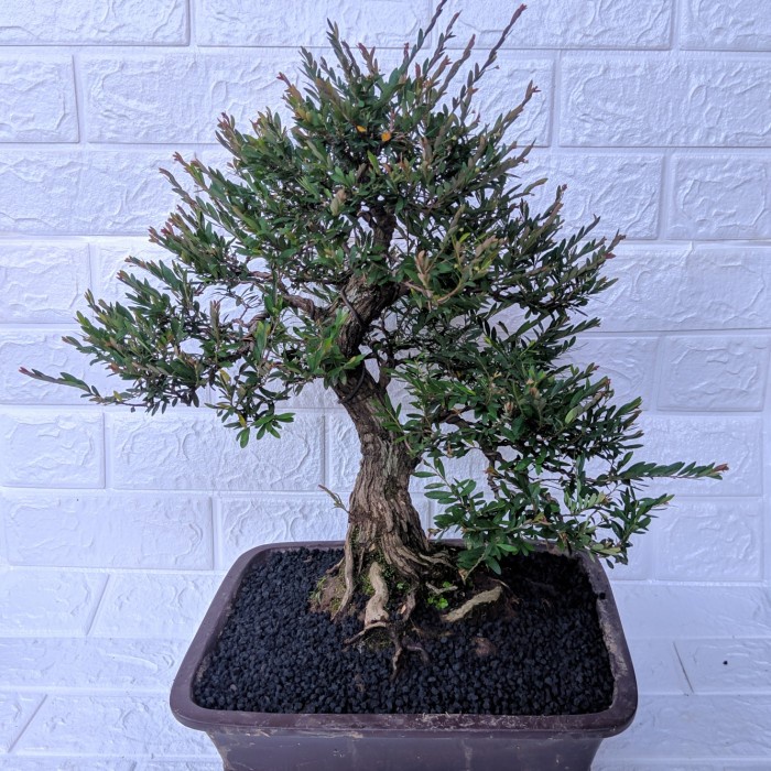 bonsai cendrawasih Tanaman jadi