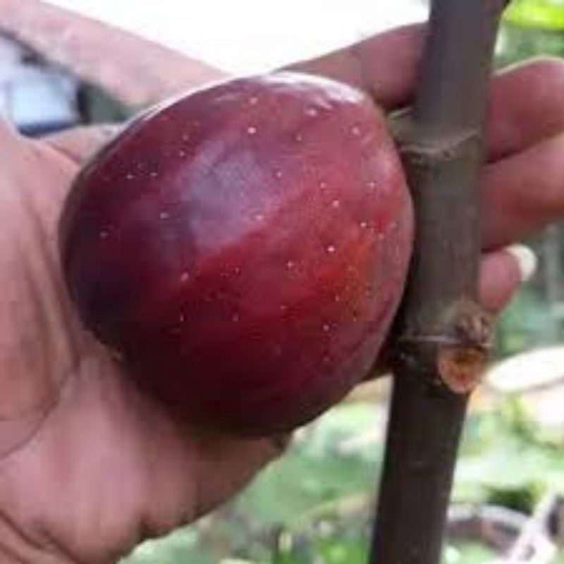 cangkokan bibit pohon buah tin merah jumbo BTM IV