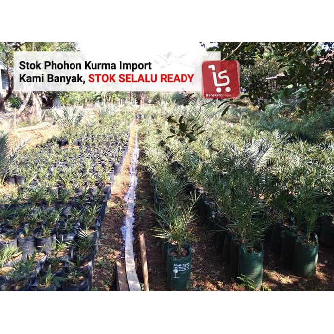 BIBIT KURMA KULTUR JARINGAN / BIBIT POHON KURMA SUPER OXY