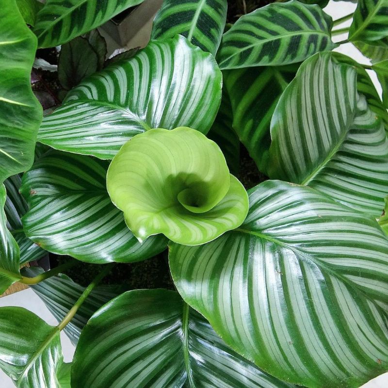 Calathea орбифолия