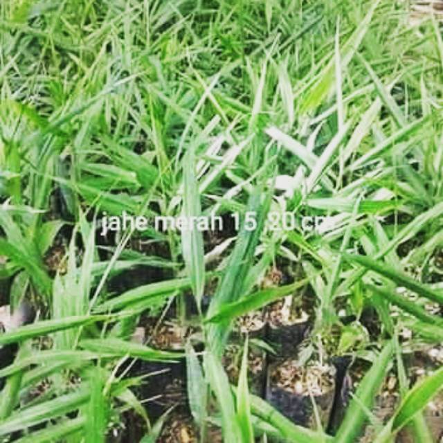 Bibit jahe merah asli