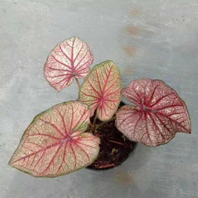 caladium lay thay / caladium import / caladium thailand