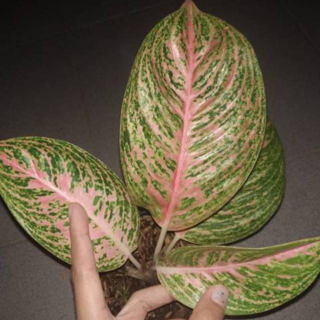 Aglonema sexy pink