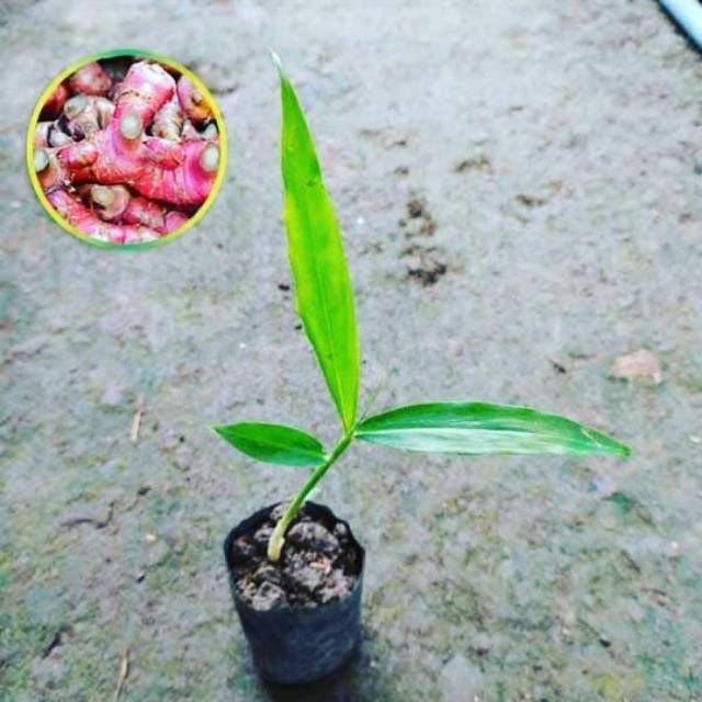 Zingiber officinale car rubrum / Jahe merah / Rimpang jahe / Bibit jahe merah