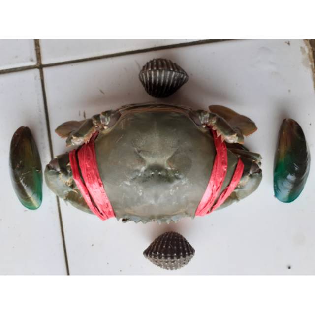 

Paket Hemat 5kg ( piting telur titik 1kg+dara 2kg+ijo 2kg )