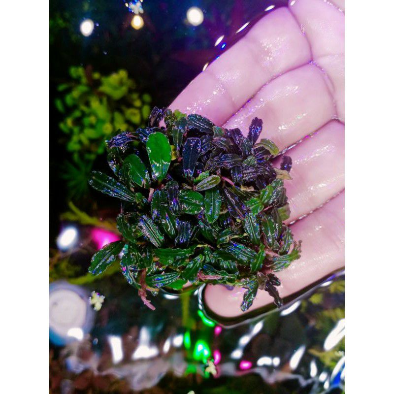 Bucephalandra mini phantom clump