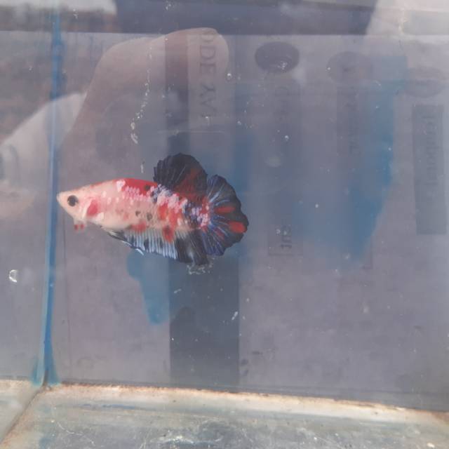 cupang hmpk fancy, nemo, galaxy