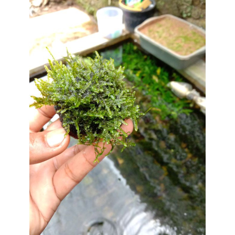 Mos spayyiki media wabikusa mos aquascape