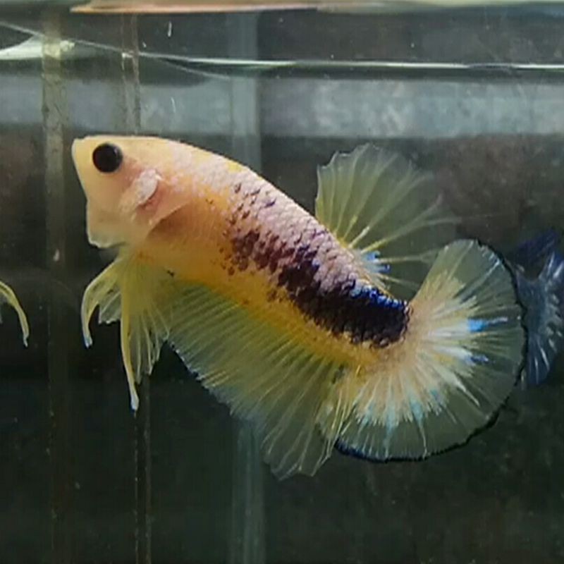Betta Cupang Yellow Fancy