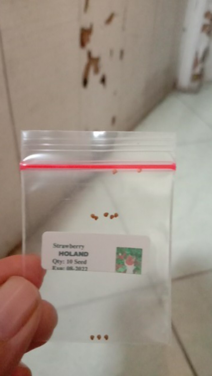 10 Biji -benih Strawberry Holland,benih Buah Strawberry Import