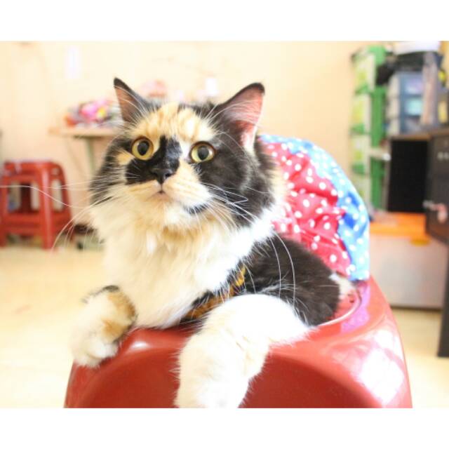 Dress pelangi polkadot kucing lucu / dress kucing imut / aksesoris kucing size S M L XL