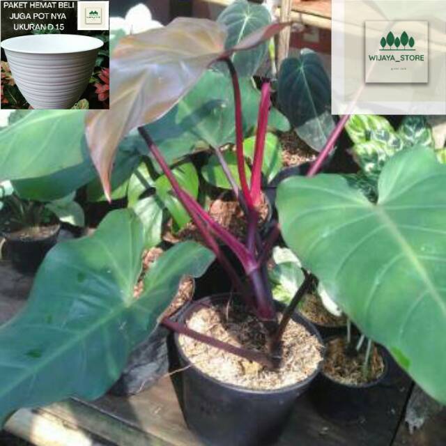 Tanaman hias philodendron dark lord-philo dark lord